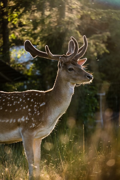 阳光照射下鹿的照片